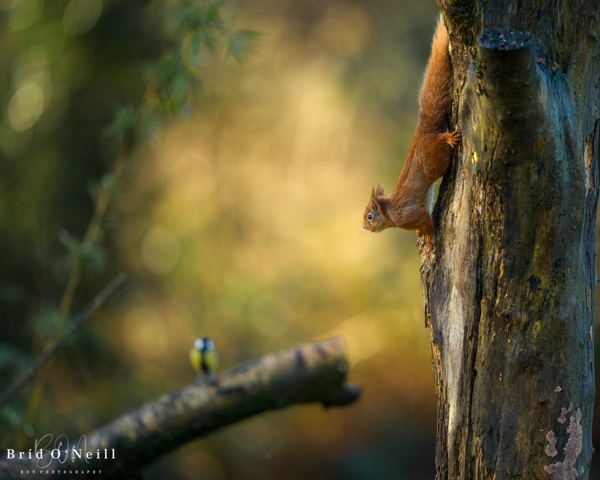 Bríd O'Neill (BON Photography) tweet media