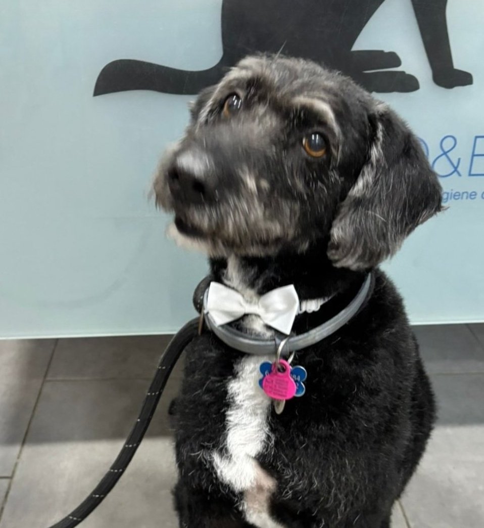 ♥️ BORO HA SIDO LOCALIZADO CON VIDA

Está muy asustado y no permite que nadie se acerque y huye, así que han pedido a la familia que se desplace hasta allí para intentar capturarlo

Ojalá prontito Boro esté de nuevo con su familia