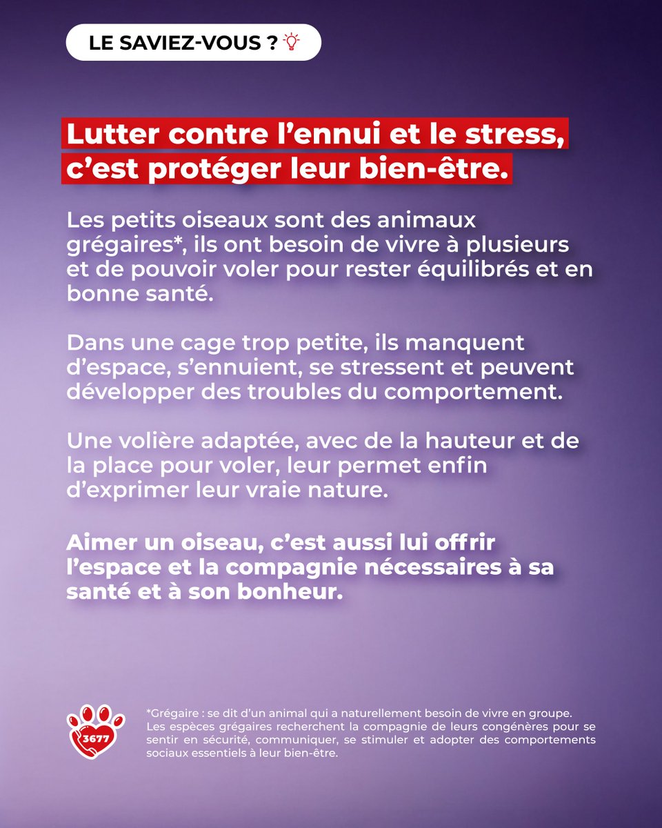 💡 𝗟𝗘 𝗦𝗔𝗩𝗜𝗘𝗭-𝗩𝗢𝗨𝗦 ? 💡

Les petits oiseaux ne sont pas faits pour vivre seuls ni enfermés dans de petites cages.

Ce sont des animaux grégaires, qui ont besoin d’espace, de stimulation et de la présence de leurs congénères.

#SOS3677 #LeSaviezVous #ProtectionAnimale