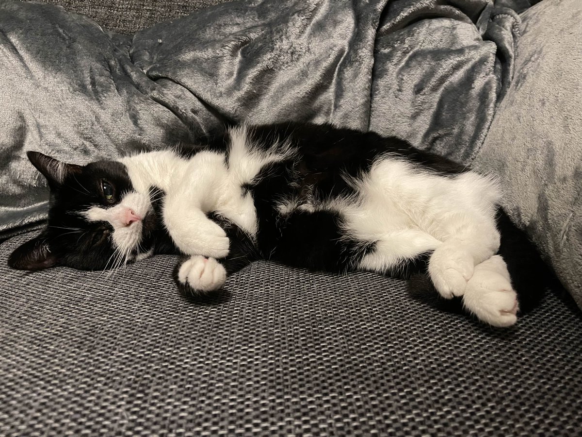 ortoPilot tweet media