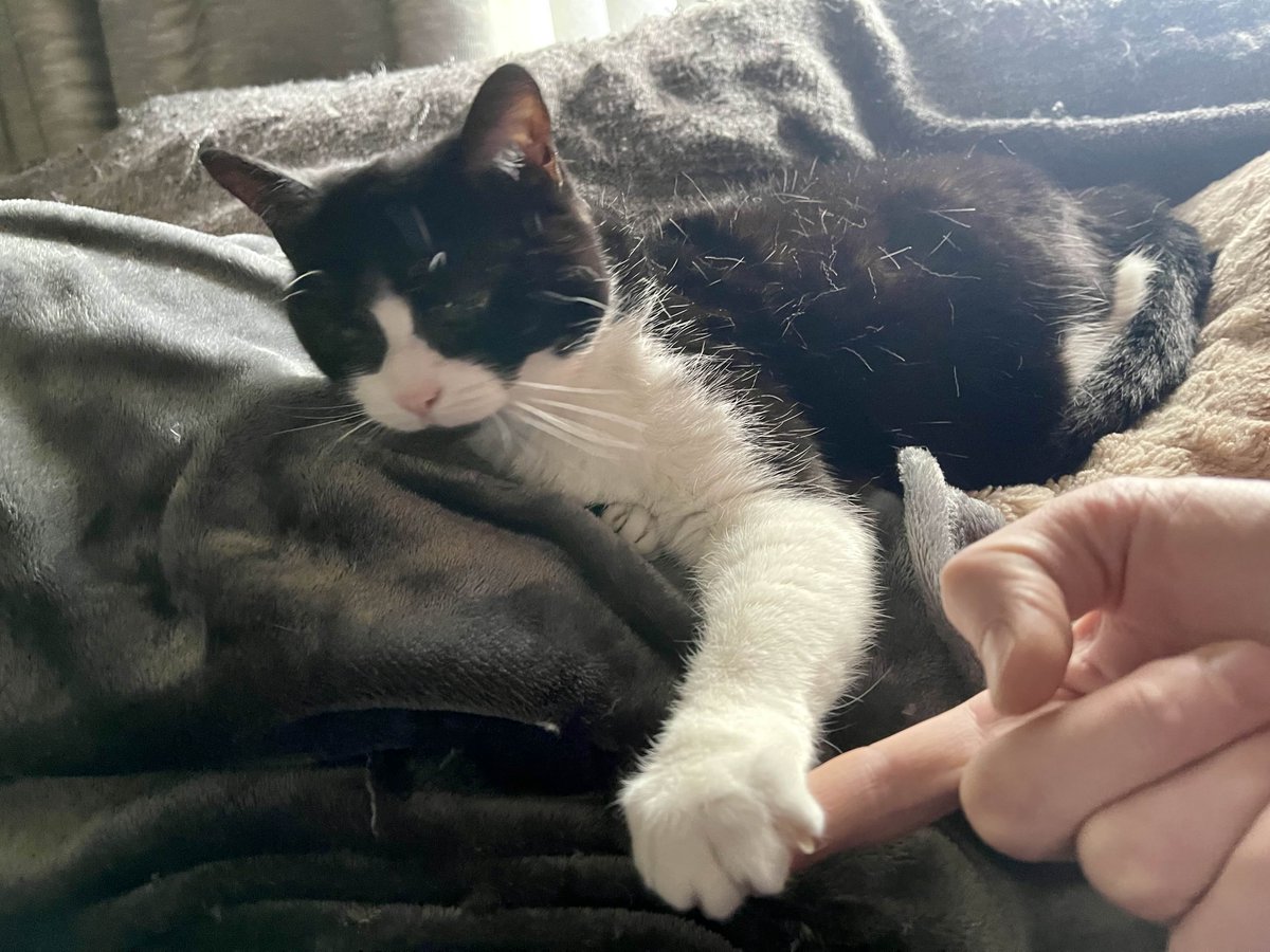 ortoPilot tweet media