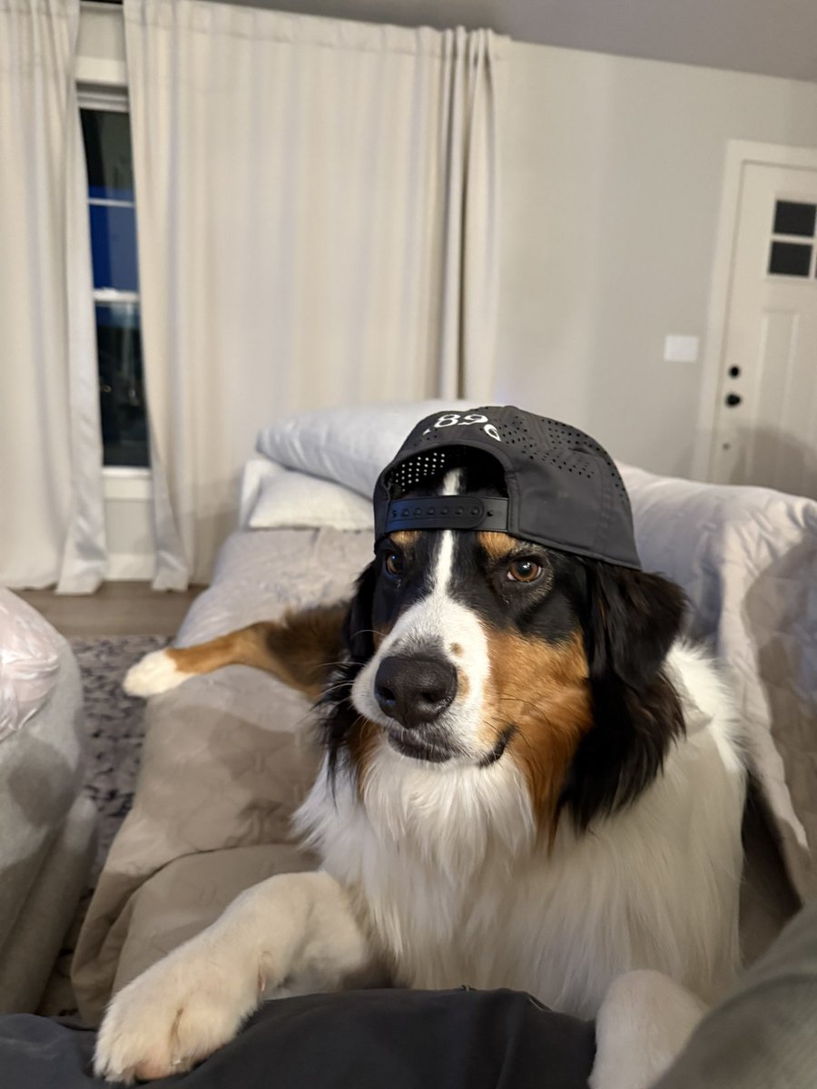 xDoghousex's tweet photo. @MicahhParsons11 Get an Australian Shepard https://t.co/qpyYssgpTD
