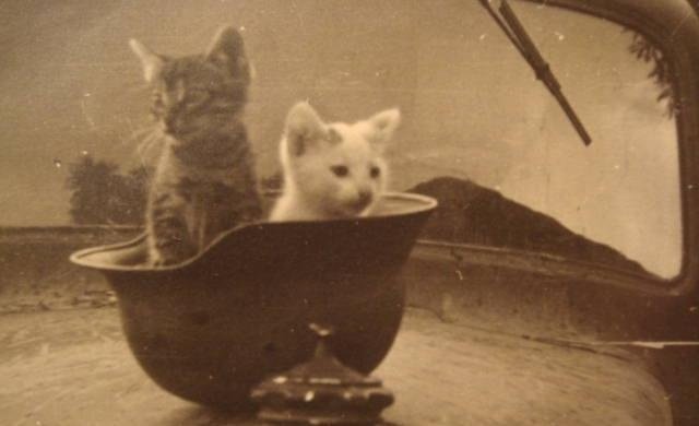 Die Kultur und Zivilisation einer Nation werden durch ihren Umgang mit Tieren bestimmt. Die Soldaten der ruhmreichen Wehrmacht hatten stets ein gutes Herz ❤
Teil III