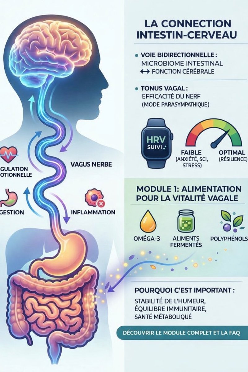 Le nerf vague est le principal conduit de l'axe intestin-cerveau. Il régit la digestion, l'inflammation et les émotions.

Cette voie bidirectionnelle relie le microbiome intestinal et les fonctions cérébrales. Considérez-la comme un système de talkie-walkie. L'intestin envoie des