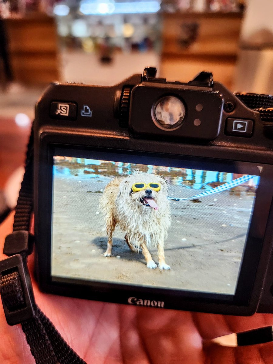 carlosrito's tweet photo. Te quiero mucho perrito con goggles  en el PolarBear de SPI 2026, no podía comenzar mejor este año🐶🐕🦮🥽🏊‍♀️ https://t.co/pp89hLPv4Q