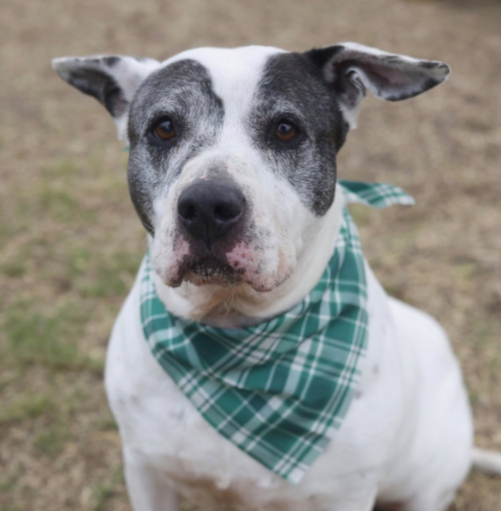 _taysmyoxygen1d's tweet image. 🆘💔HER FOSTER HOLD DROPPED💔
SHE’S BEING KILLED TMW 1.22 BY #SANANTONIO ACS TX‼️

MISTLETOE ❤️#A750197 
5.10yo 
CUTEST EARS✈️
💕Sweet, affectionate, friendly 
She walks well on leash🥇&amp;amp; is 🏡 trained. Dog friendly (respect her space)

#AdoptDontShop #Foster #PledgeForRescue 🙏🏼