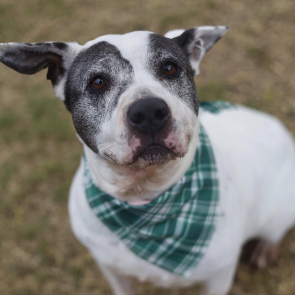 _taysmyoxygen1d's tweet image. 🆘💔HER FOSTER HOLD DROPPED💔
SHE’S BEING KILLED TMW 1.22 BY #SANANTONIO ACS TX‼️

MISTLETOE ❤️#A750197 
5.10yo 
CUTEST EARS✈️
💕Sweet, affectionate, friendly 
She walks well on leash🥇&amp;amp; is 🏡 trained. Dog friendly (respect her space)

#AdoptDontShop #Foster #PledgeForRescue 🙏🏼