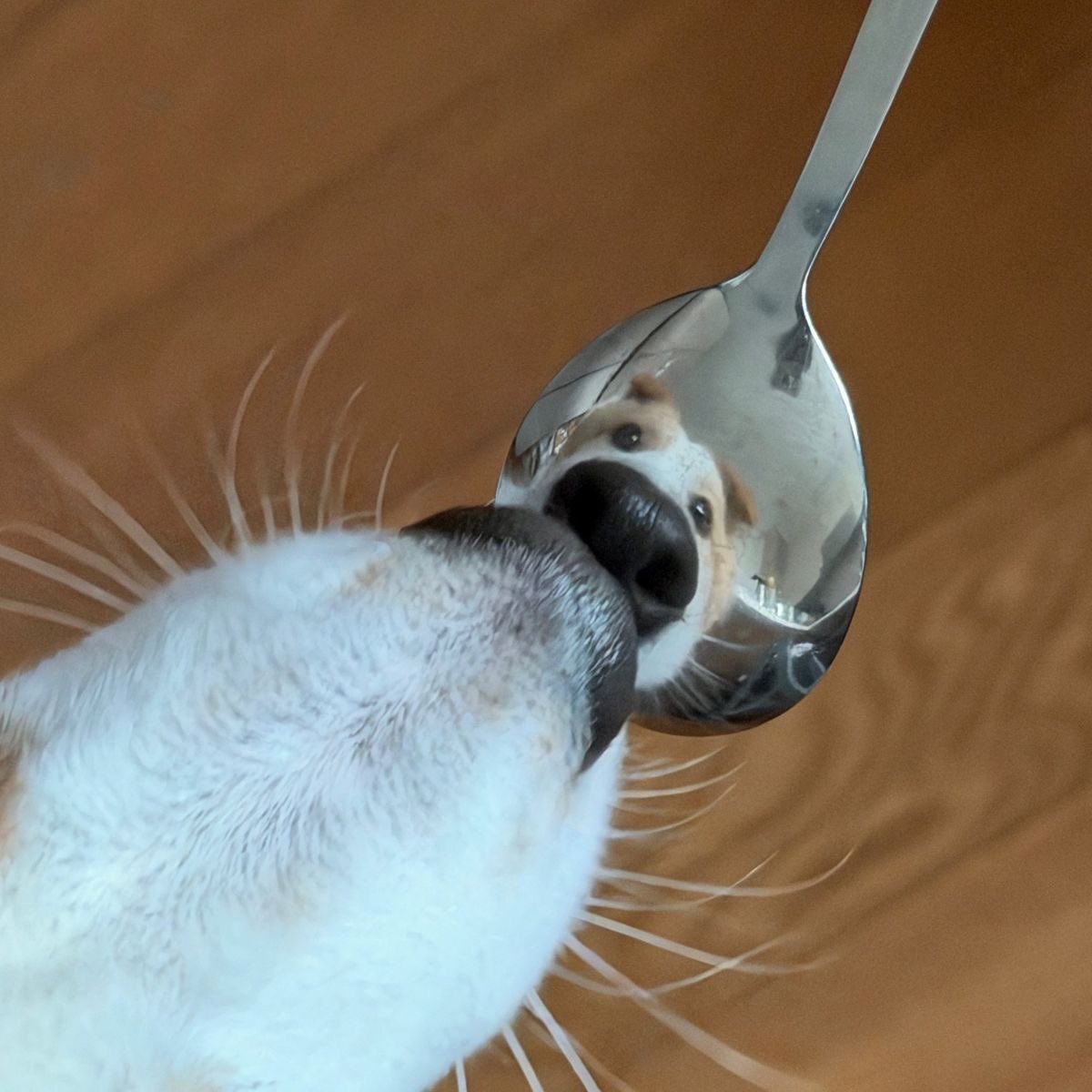 twaniimals's tweet image. 