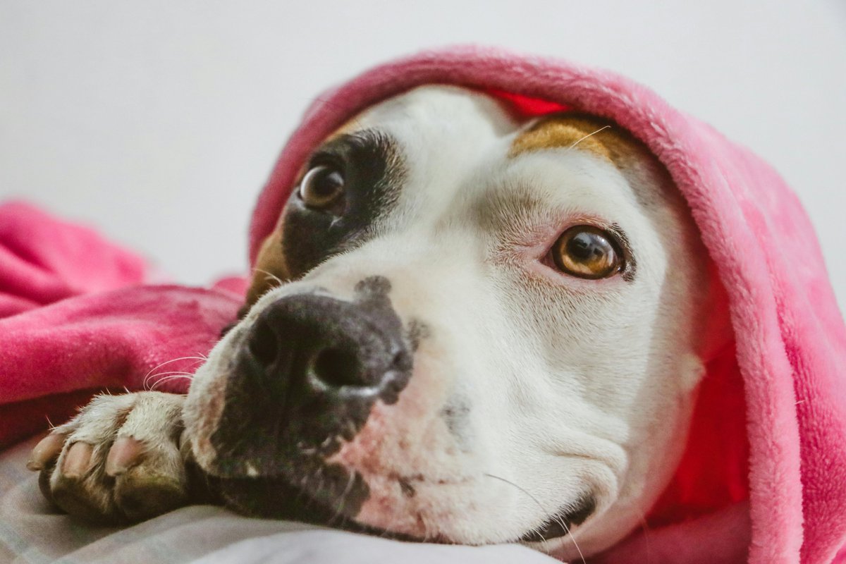 nancy_rich10723's tweet image. ❄️ Seasonal Fun (January-Friendly)
Cold outside, cozy inside. 🐾
Is your dog a blanket burrower?
Yes or absolutely yes? 👇
Onespoiledpup.com
#WinterDogs #CozyPup #OneSpoiledPup #PetLifestyle #DogLovers