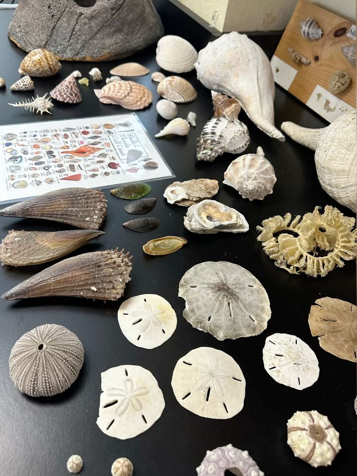 curupirapelado's tweet image. ⌕: #studytwt | #studytwtbr | #studybr

          𓇼 ⋆.˚ 𓆉 𓆝 𓆡⋆.˚ 𓇼

⊹ emy | 2007!!
⊹ 1º ano de estudos.
⊹ biologia &amp;amp; oceanografia𐙚
⊹ foco: fuvest e unesp.
⊹ USP | UNESP.

𖹭: animes, alanzoka, jogos, receitinhas &amp;amp; moots! :)