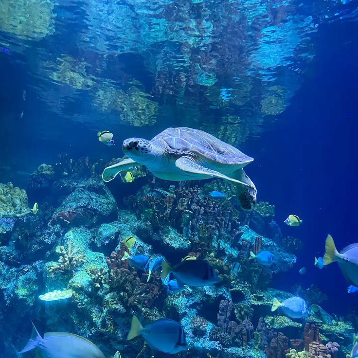 curupirapelado's tweet image. ⌕: #studytwt | #studytwtbr | #studybr

          𓇼 ⋆.˚ 𓆉 𓆝 𓆡⋆.˚ 𓇼

⊹ emy | 2007!!
⊹ 1º ano de estudos.
⊹ biologia &amp;amp; oceanografia𐙚
⊹ foco: fuvest e unesp.
⊹ USP | UNESP.

𖹭: animes, alanzoka, jogos, receitinhas &amp;amp; moots! :)