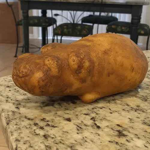 smart_tard's tweet photo. Bought this fucking $Hippotato Potatopottamus sub $30k

FykgKpLF5QHm2fHbN73AxxXm59E18Txr9WS3n1ENpump https://t.co/53uIRaK6aB