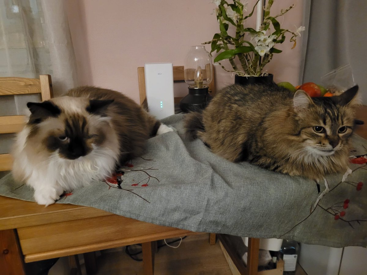 Saimnieki nolēma atpūsties.  Visu dienu nogulēja un nogurums. Ir nepieciešams atpūsties