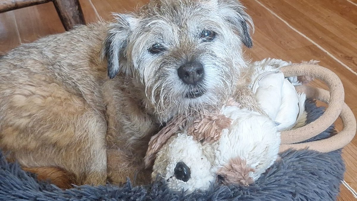 🆘19 JAN 2026 #Lost Maddy #ScanMe #BTPosse
ELDERLY Border Terrier Female (18 YEARS OLD)
Heath Plantation Lane, Thursford, Fakenham,
#Thursford/ #Gunthorpe area
County #Fakenham #Norfolk #NR21
doglost.co.uk/dog/201825