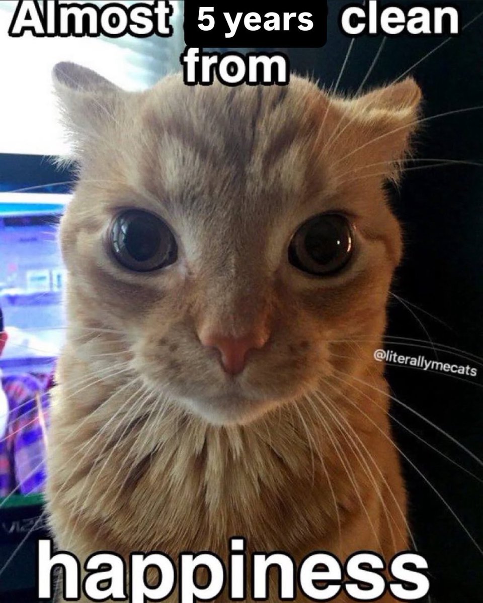 LiterallyMeCats (@literallymecats) on Twitter photo 