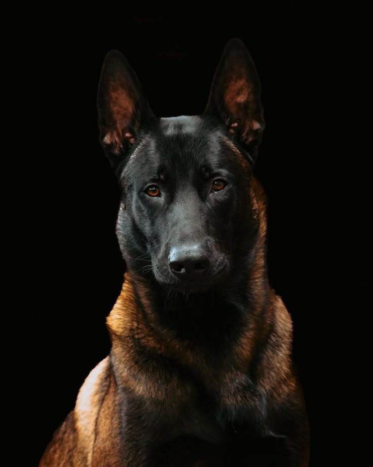 Pastor Belga Malinois. Los perros que está utilizando Guardia Civil para el rastreo de la zona accidentada. 

Aparte de preciosos, son unos animales inteligentísimos, nobles y unas máquinas en rescate ❤.