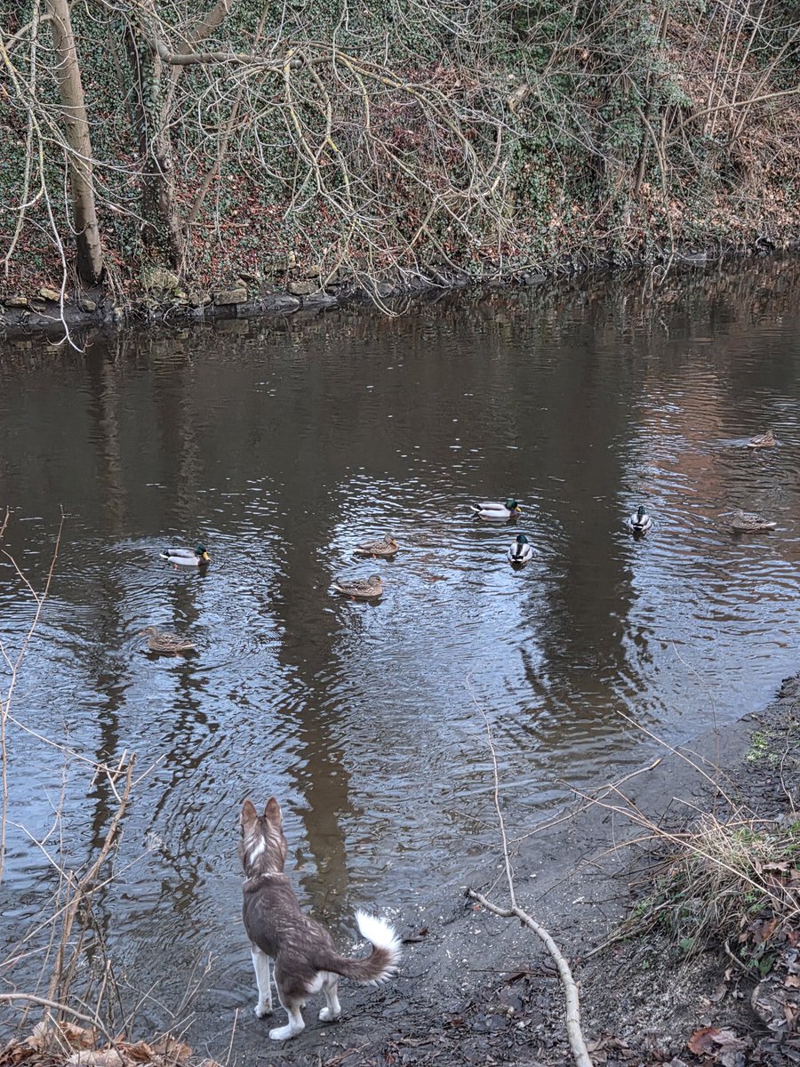 EnergyBorder's tweet image. Enja: 🎶🎶Alle meine Entchen schwimmen in der Oker, schwimmen in der Oker, Köpfchen unter Wasser Rute in die Höh' .
Ares: Enten haben keine Rute.