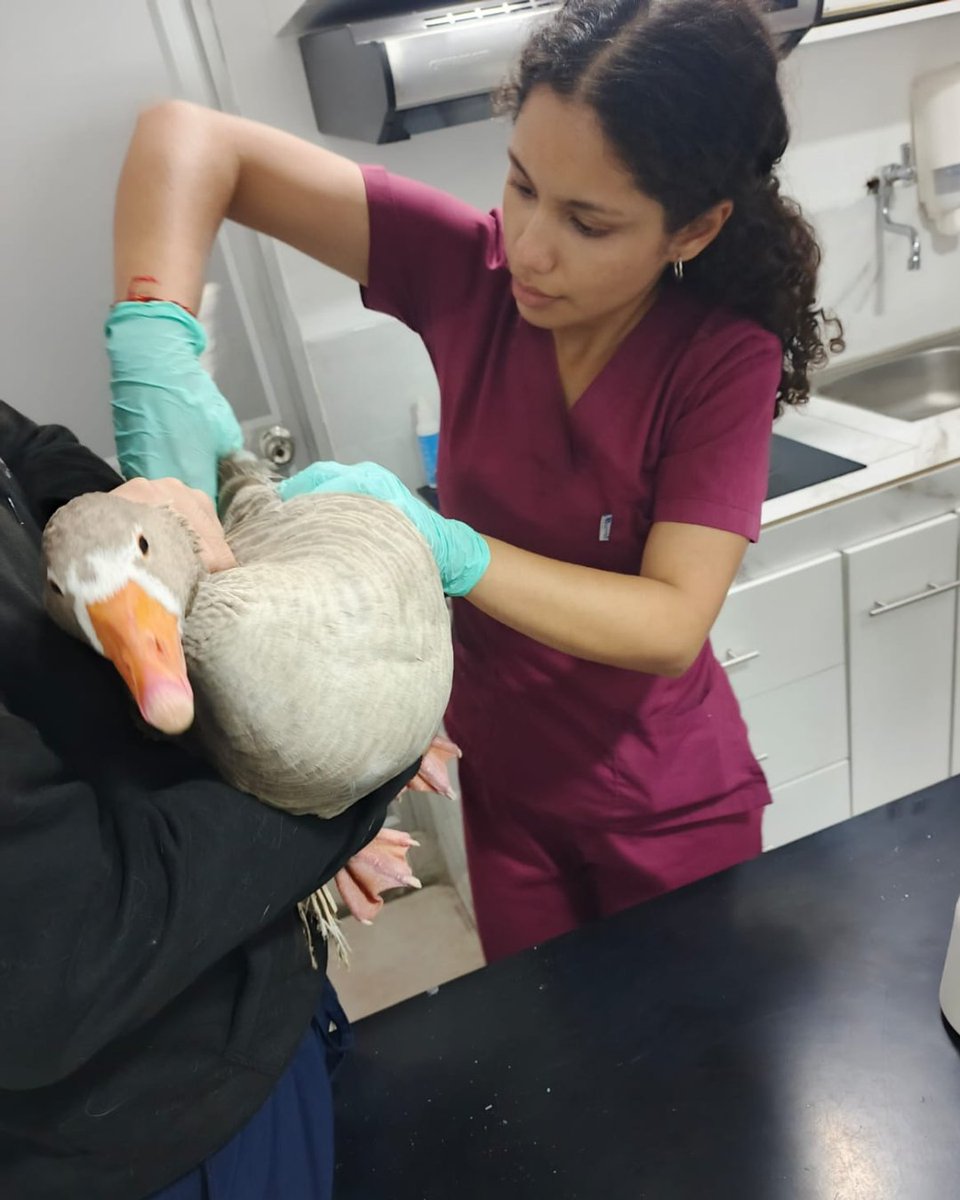 Atendimos un requerimiento ciudadano por un ganso herido en el Malecón 2000.
Nuestro equipo acudió para su valoración y brindó la atención necesaria, priorizando su bienestar.
Gracias por alertarnos. 
#AsiSeHaceGuayaquil #CiudadDeTodos