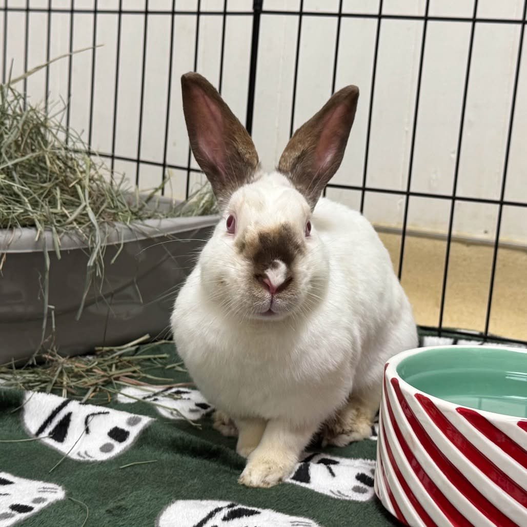 Sandy Cheeks is a spirited girl with a charming rhythm to her day: she’ll loaf quietly for long stretches, the picture of serenity, then suddenly spring into an energetic burst of zooming fun. She truly enjoys humans, food, and reorganizing. 💚🐇

Adopt! houserabbit.org