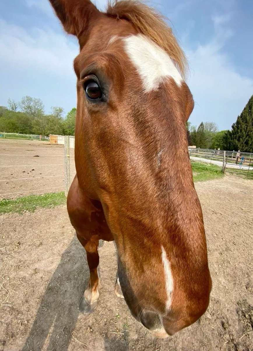 equine__dentist's tweet image. pov: you’re a delectable apple or perhaps a splendid sugar cube