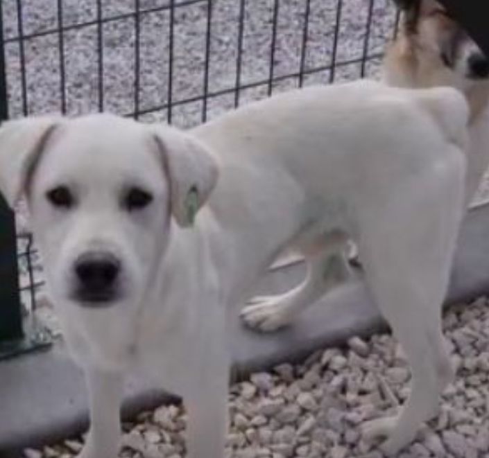 Ankara - Amsterdam arası Sunexpress bileti olan var mı? Yuva bulan bu iki tatlı köpke için uçuş gönüllüsü aranıyor.