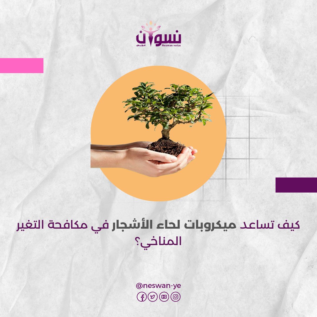 هل كنتم تعلمون أن لحاء الأشجار يسكنه جيش من الميكروبات يحمينا من التغير المناخي؟ 🌳✨

دراسة حديثة تؤكد أن هذه الميكروبات تزيل الغازات الدفيئة والملوثات، لتصبح جذوع الأشجار شريكاً جديداً في تنقية هواء كوكبنا!

تفاصيل أكثر هنا👈neswanvoice.com/?p=11660
#نسوان_فويس