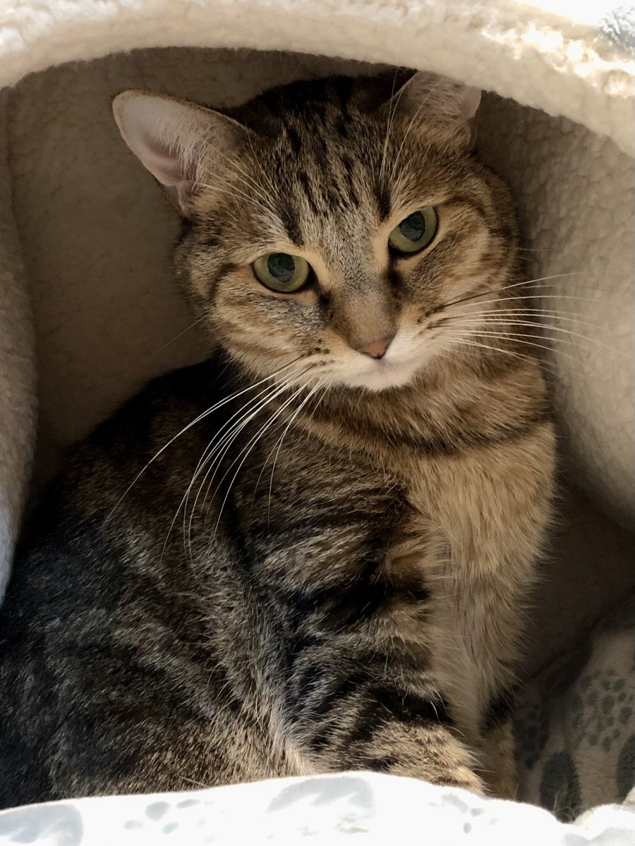 ねこ山 プロフ必読♡ M☆プロフ必読 M♡プロフ必読 専用 m プロフ必読