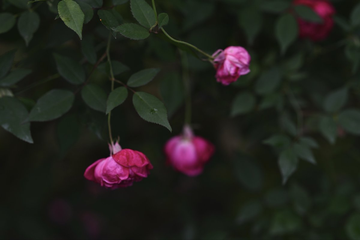 kazumi (@zf1118kazumi) / Posts / X