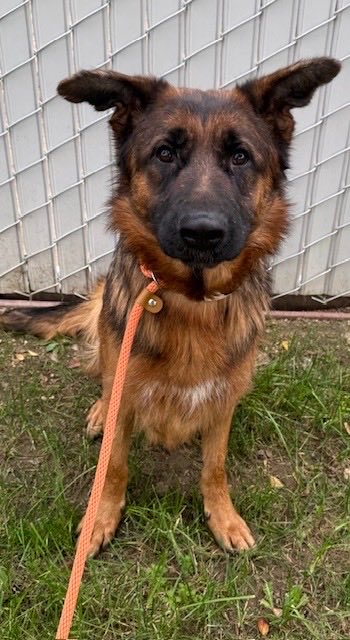 Iza_2021's tweet image. This is it !!! 😭😭 Mona has received a deadline TBK for Friday 1/23 5pm 💔 

Poor baby she is declining with the shelter environment stress and her only comfort since the beginning has been her sister Myrtle. We need an experienced foster in CA or adopter anywhere in 🇺🇸…