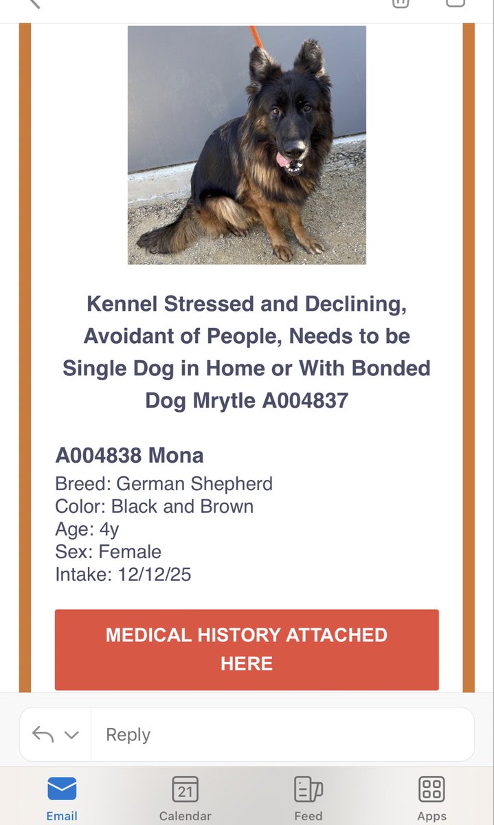 Iza_2021's tweet image. This is it !!! 😭😭 Mona has received a deadline TBK for Friday 1/23 5pm 💔 

Poor baby she is declining with the shelter environment stress and her only comfort since the beginning has been her sister Myrtle. We need an experienced foster in CA or adopter anywhere in 🇺🇸…