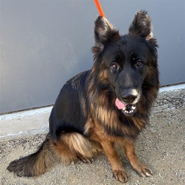 Iza_2021's tweet image. This is it !!! 😭😭 Mona has received a deadline TBK for Friday 1/23 5pm 💔 

Poor baby she is declining with the shelter environment stress and her only comfort since the beginning has been her sister Myrtle. We need an experienced foster in CA or adopter anywhere in 🇺🇸…