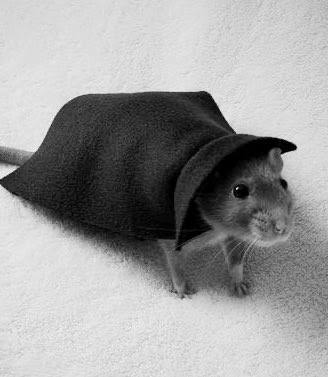 LegalizeRats's tweet image. First ever rat marriage, 1948