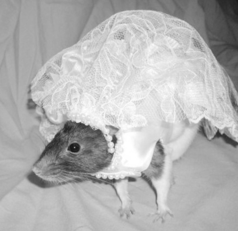 LegalizeRats's tweet image. First ever rat marriage, 1948