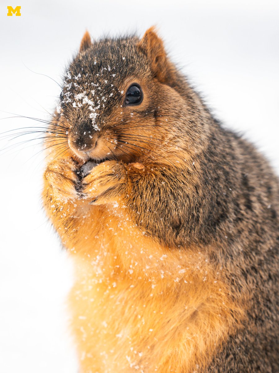 UMich's tweet image. Obligatory National Squirrel Appreciation Day post 🐿️