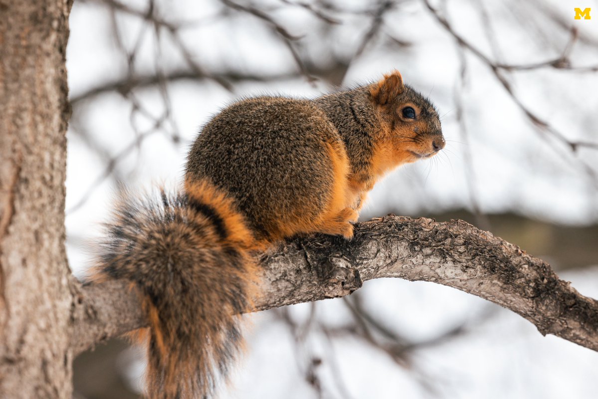 UMich's tweet image. Obligatory National Squirrel Appreciation Day post 🐿️