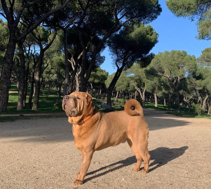 Policía Nacional tweet media