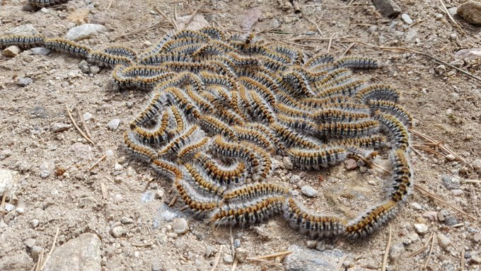 ⚠️¡Ojo con la oruga #procesionaria!🐛

   🔹Es peligrosa para los 🧒👧 y mortal para los #perros☠️ 
   🔹Precaución en zonas de pinares🌲

Y en caso de contacto⤵ 
❌No frotes
💦Lava con agua
🏥Acude al médico/veterinario si los síntomas persisten o son graves