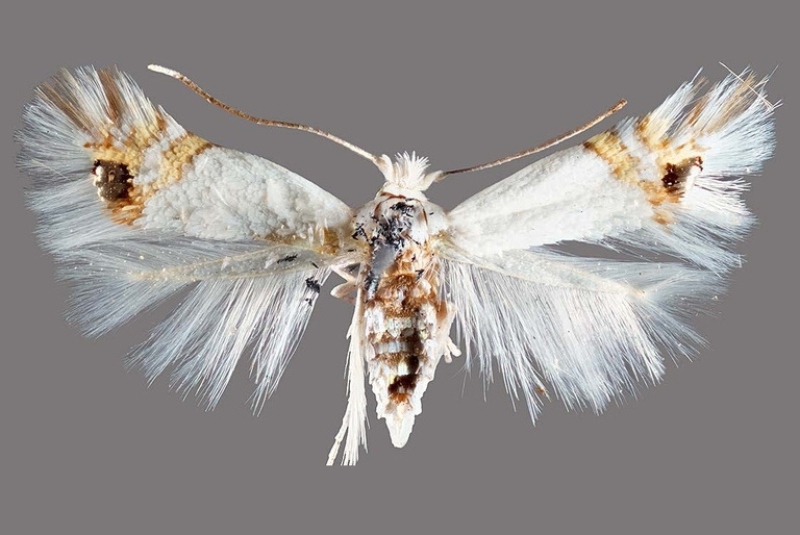 Río Negro: detectan el avance de la #polilla del álamo

La aparición de esta plaga forestal en cercanías de Campo Grande se produce en pleno inicio de la cosecha. El insecto podría afectar la comercialización de frutales cercanos a salicáceas.

👉🏼bit.ly/49NhNUa