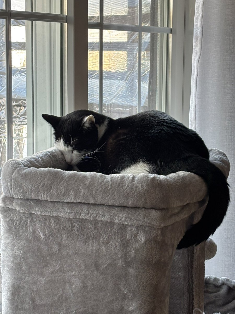 LindstheReader's tweet image. Napping so I can have energy to make hoomom play all night when she’s done work!