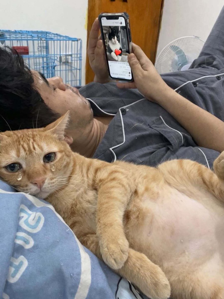 ShouldHaveCat's tweet image. 