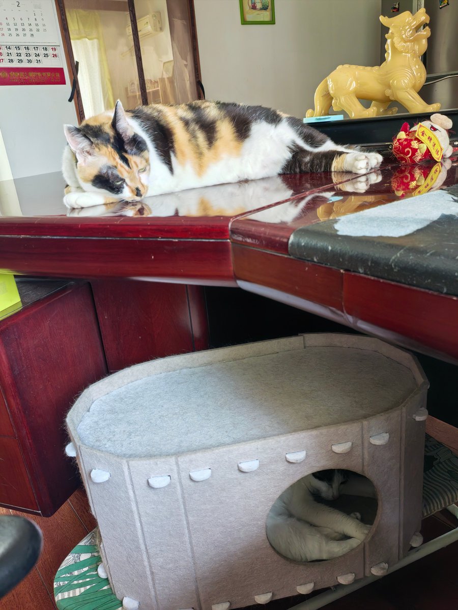 ja_manoj's tweet photo. #宠物成长日记# 刚到家的小奶猫躲在鞋盒里打哈欠，现在已经会跳上书桌抢我笔啦～原来成长就是从“怕生小团子”变成“粘人小话痨”呀 你家毛孩子的成长瞬间，最戳中你？ https://t.co/lqJqOEOH1m
