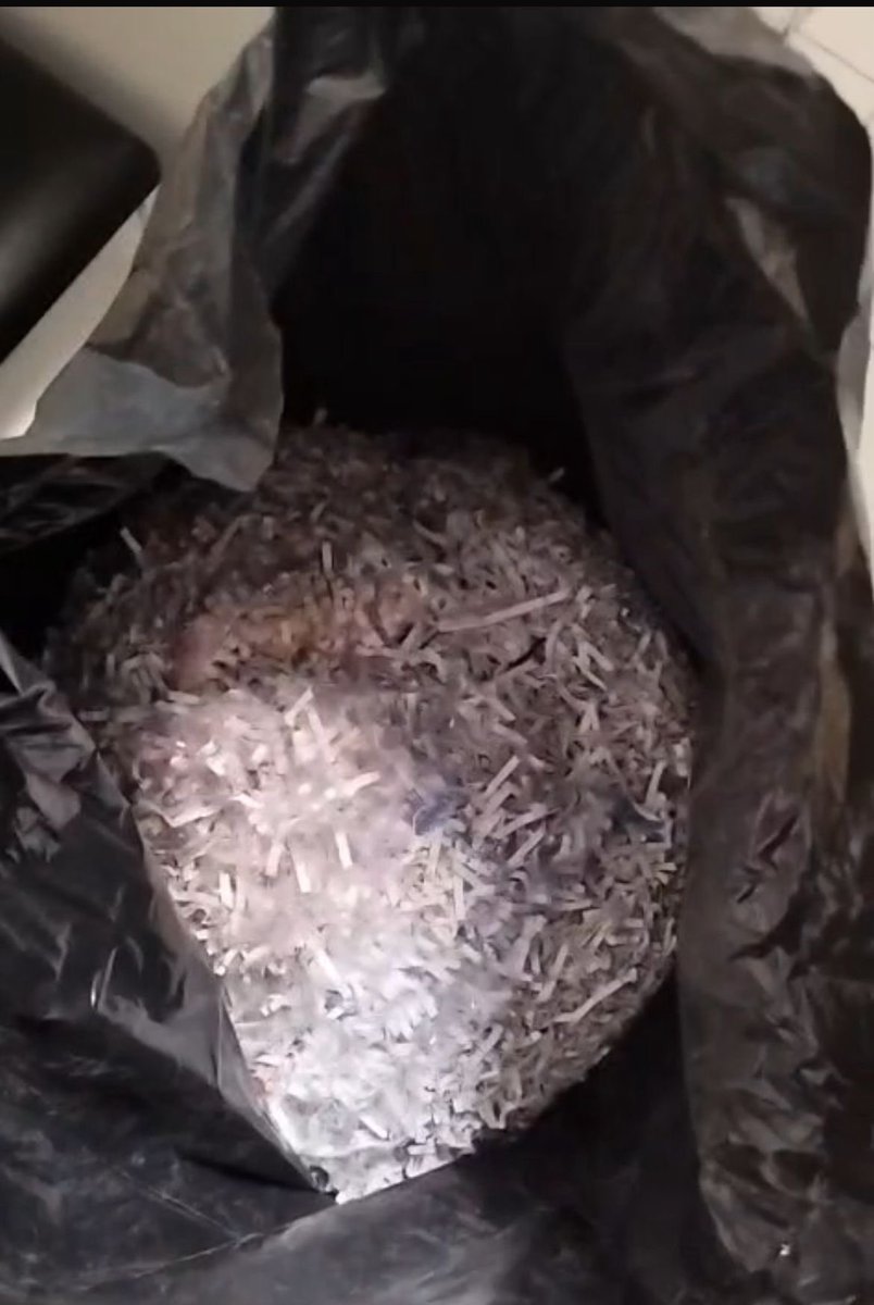 Marianna Schreiber tweet media