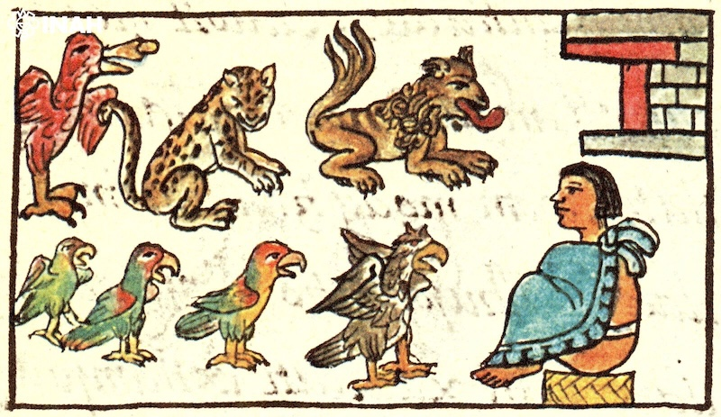 INAHmx's tweet image. #ENTÉRATE | Novedad editorial indaga sobre el cautiverio de animales en Tenochtitlan 

• La obra es resultado de las investigaciones realizadas por el Proyecto Templo Mayor.

Te contamos todos los detalles: inah.gob.mx/boletines/nove… 

📸 Cortesía #PTM.