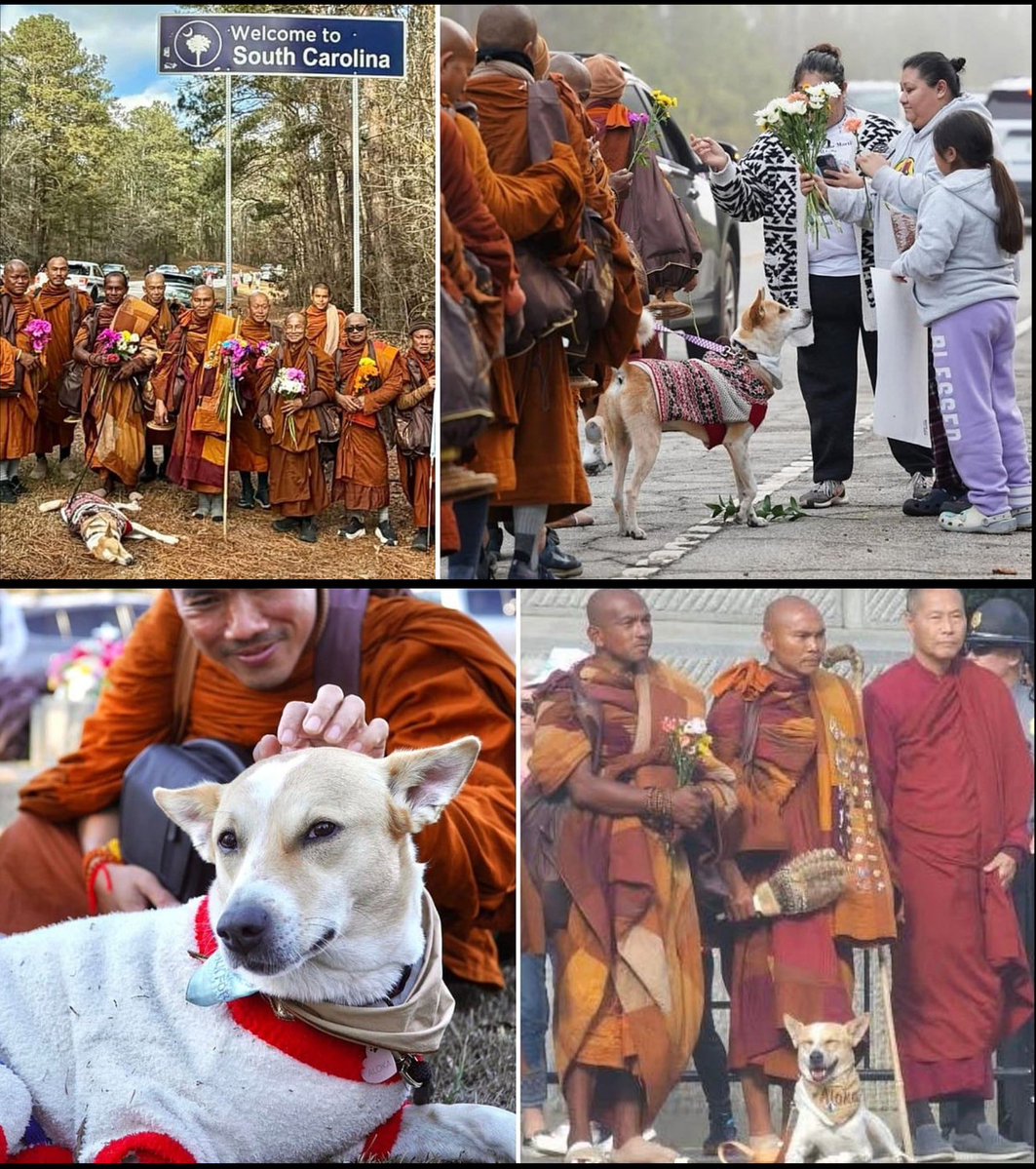 0xCryptoshi's tweet image. Aloka will be the dog runner of the year 

Mark my words 🐕 🌍 🚀