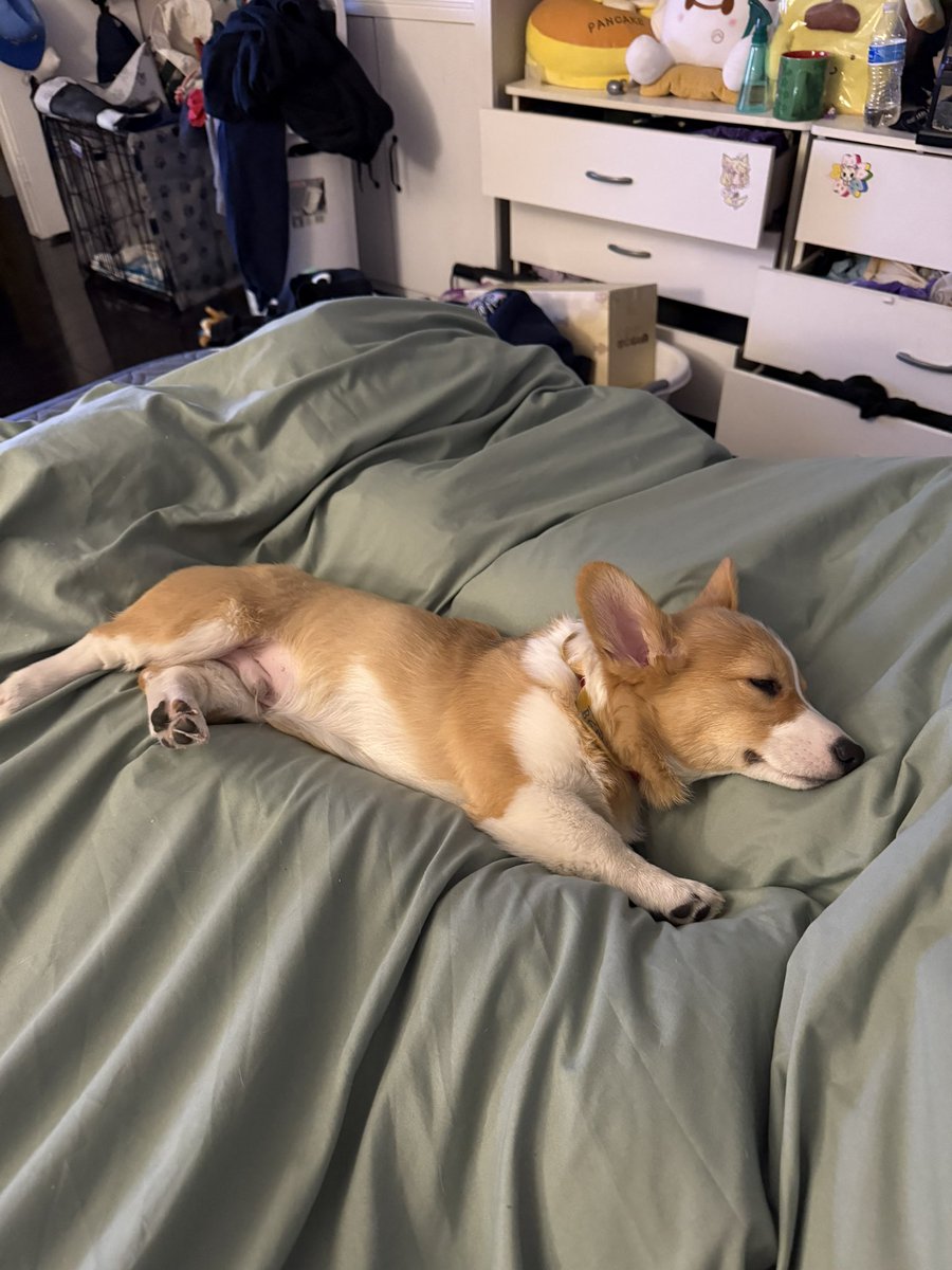 Avery/Babo @ wanting to play maimai tweet media