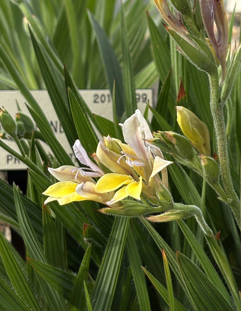 As the Garden’s Southern African hill gears up for its spring Super Bloom, our #babiana early-bloomers are just getting started-Babiana patula-bed 128 is blooming now!. #UCBotanicalGarden is the only public garden in the Bay Area with this level of babiana diversity. Visit soon!