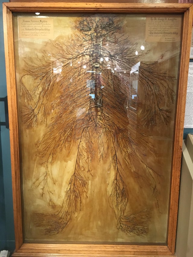 BiancoDavinci's tweet image. This is an intact human nervous system that was dissected by 2 medical students in 1925. It took them over 1500 hours. There are only 4 of these in the world.