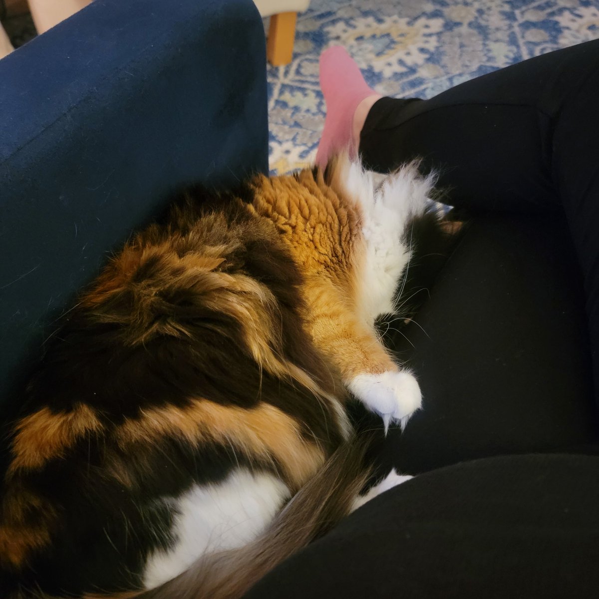 Koi: Goodnimght...🫩😴