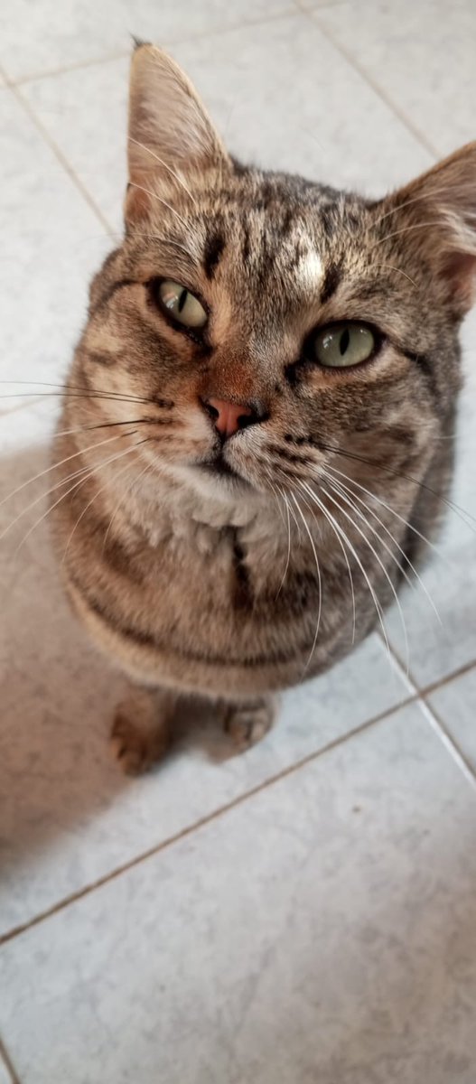 Paco circa 4/5 anni. Castrato, fiv positivo, avrebbe la possibilità di arrivare il 31 gennaio a Torino in caso contrario purtroppo verrà rimesso sul territorio. È un gatto veramente buono, vogliamo provare a dargli una possibilità. Info whatsapp 3496067443