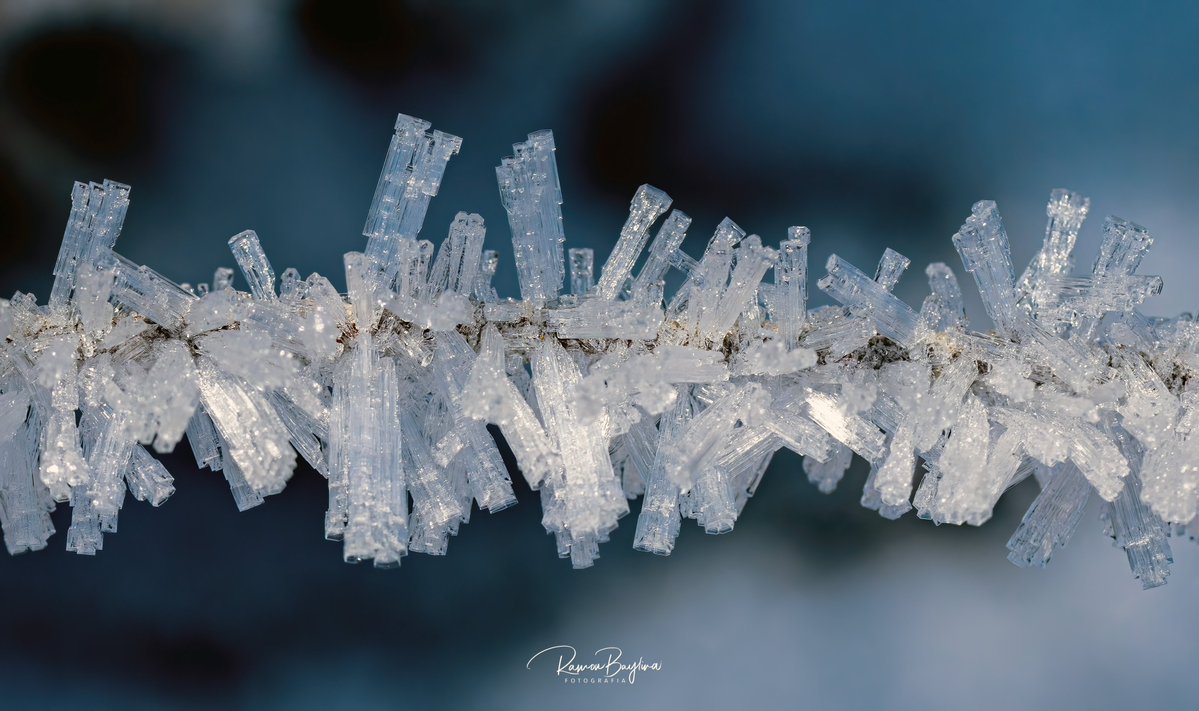 meteopallars's tweet image. Un regal per la vista.  Macrofotografia del gebre. Canon + 105 mm. Alt Pirineu Pallars Sobirà